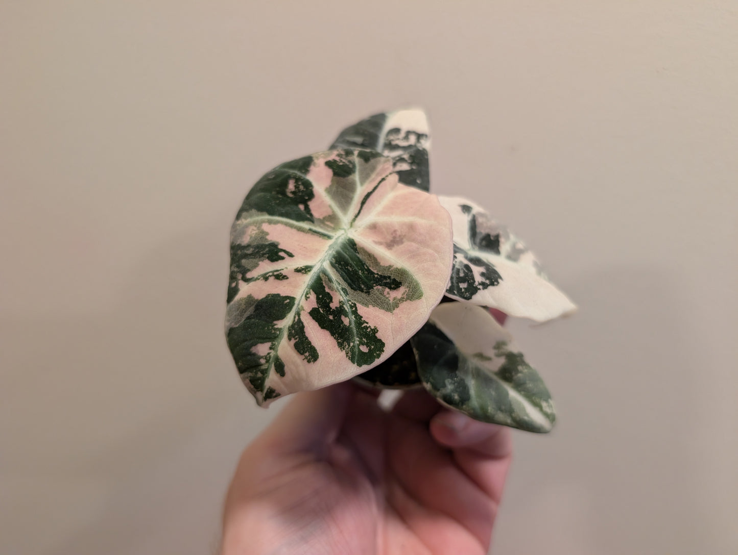 Alocasia Black Velvet Pink Albo 6cm