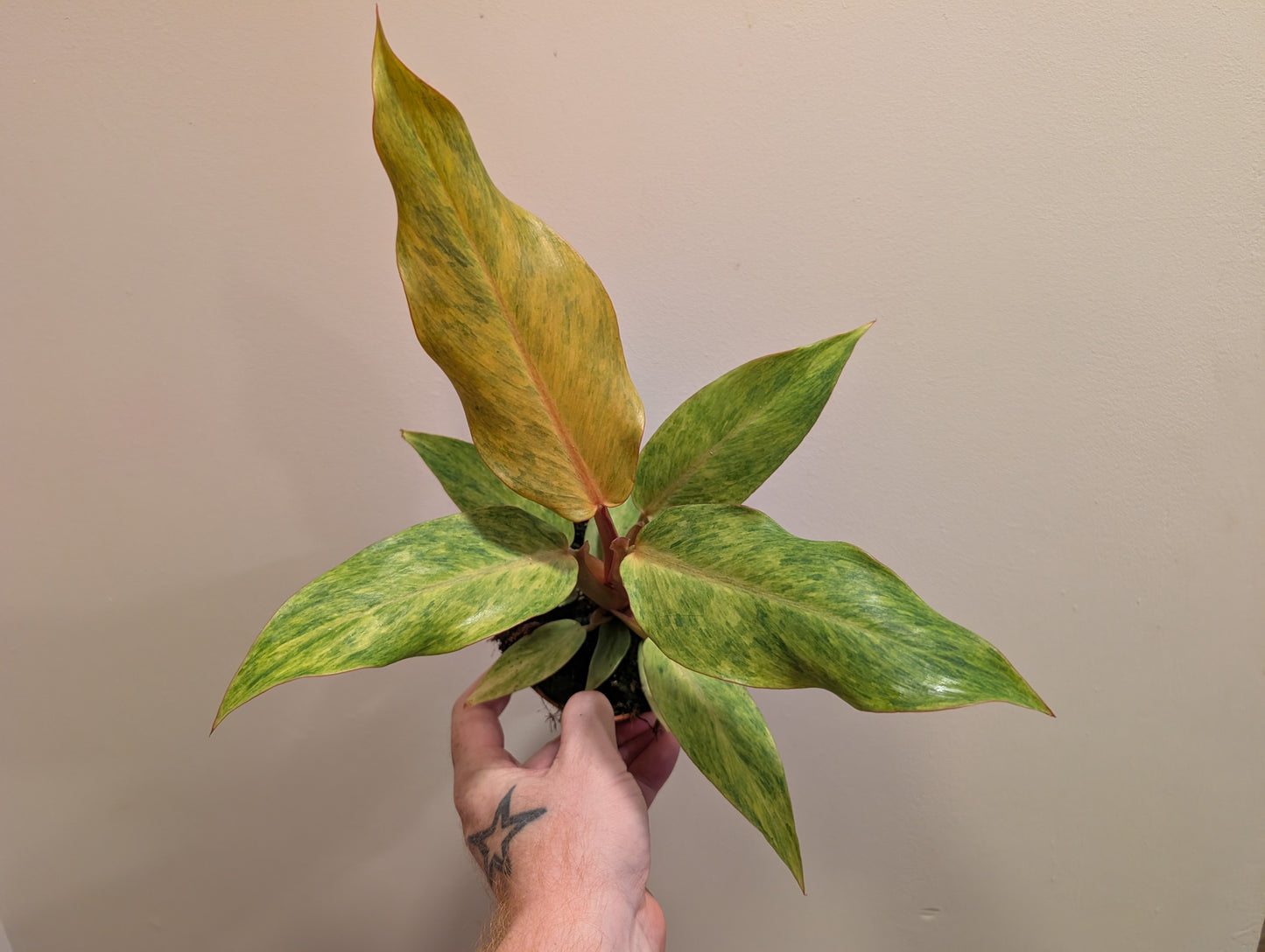 Philodendron Orange Marmalade 10.5cm