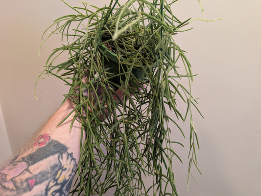 Hoya Linearis 14cm