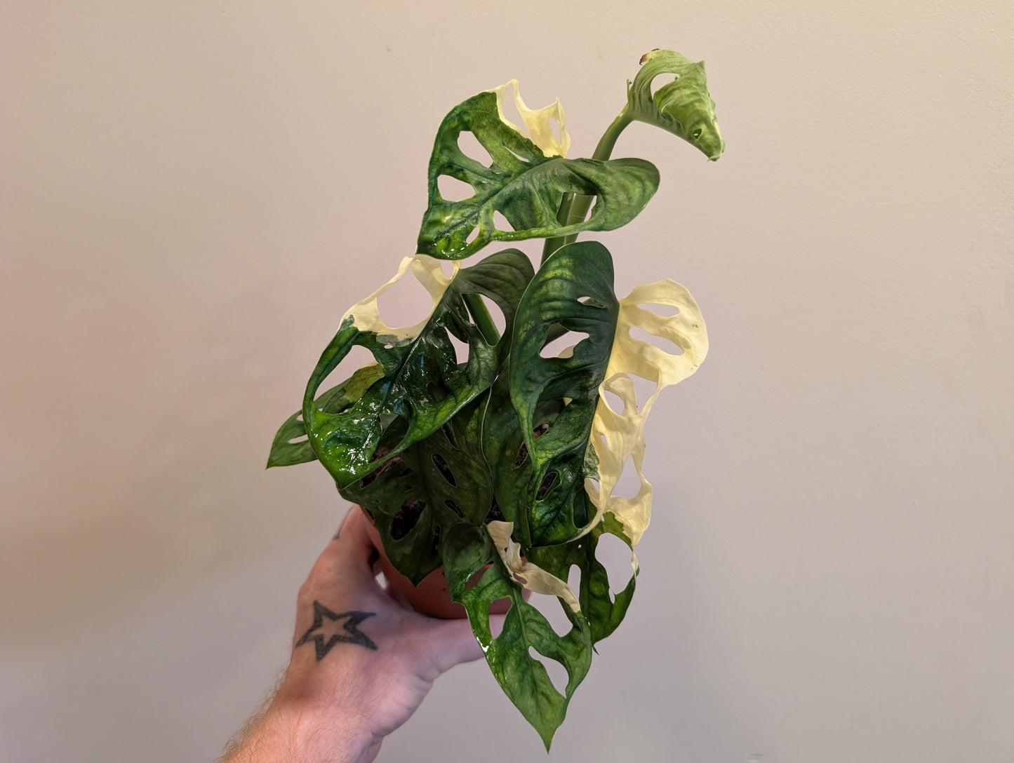 Monstera Adonsonii Variegata 12cm