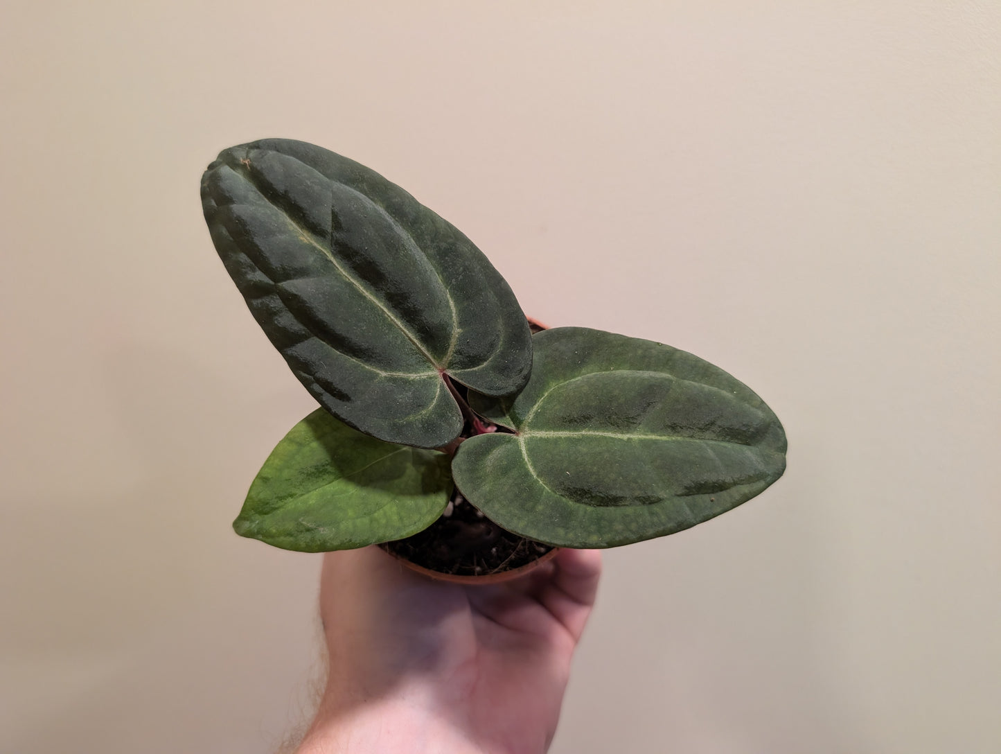 Anthurium sp. Dark Green 9cm