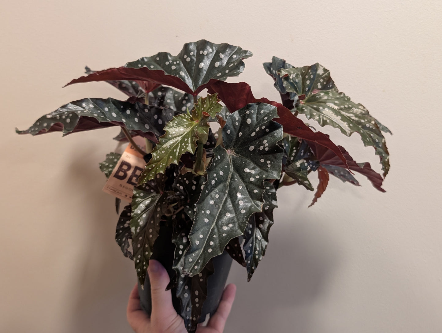 Begonia Black Forest 12cm