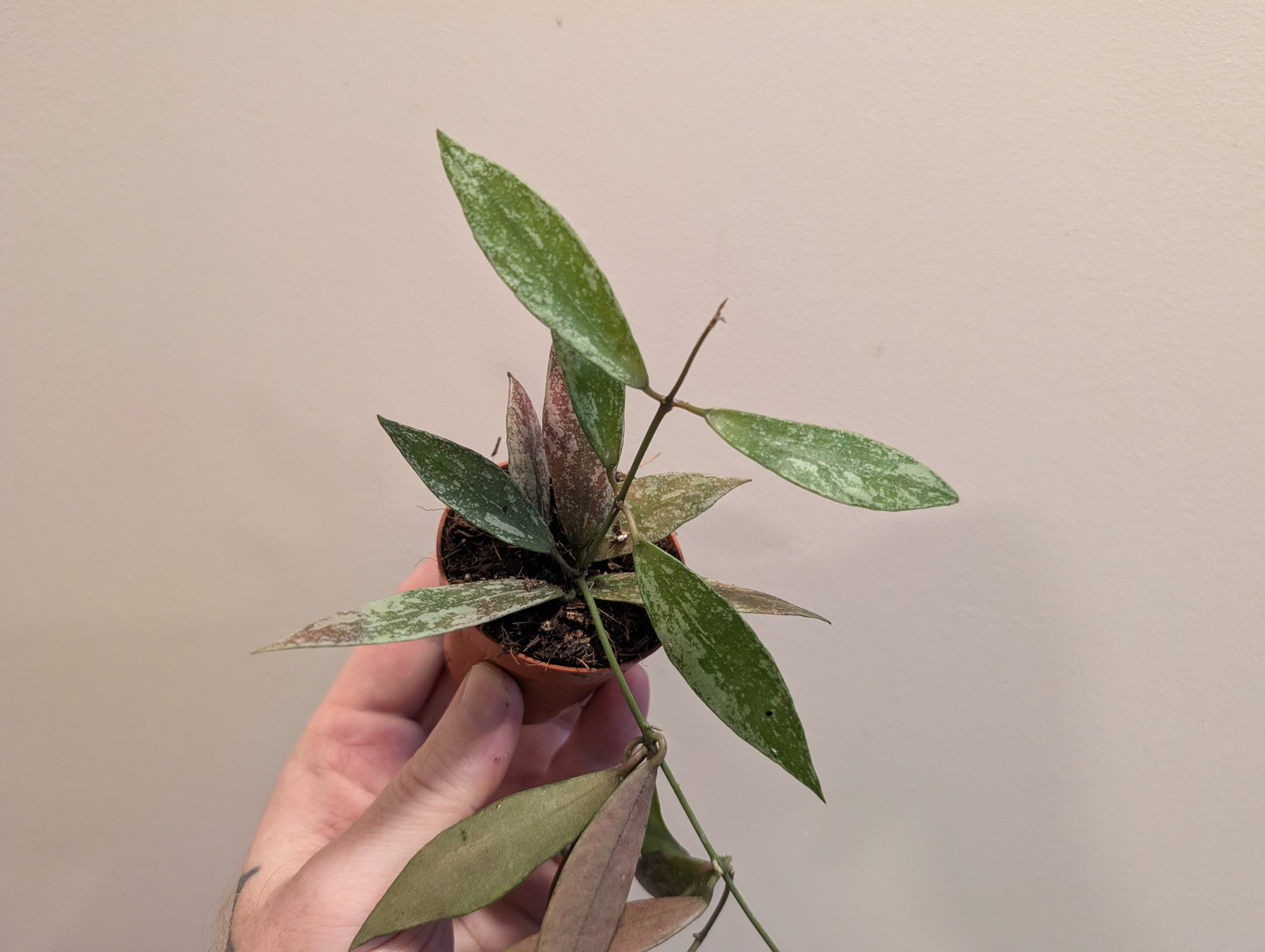 Hoya Lacunosa Laos 6cm