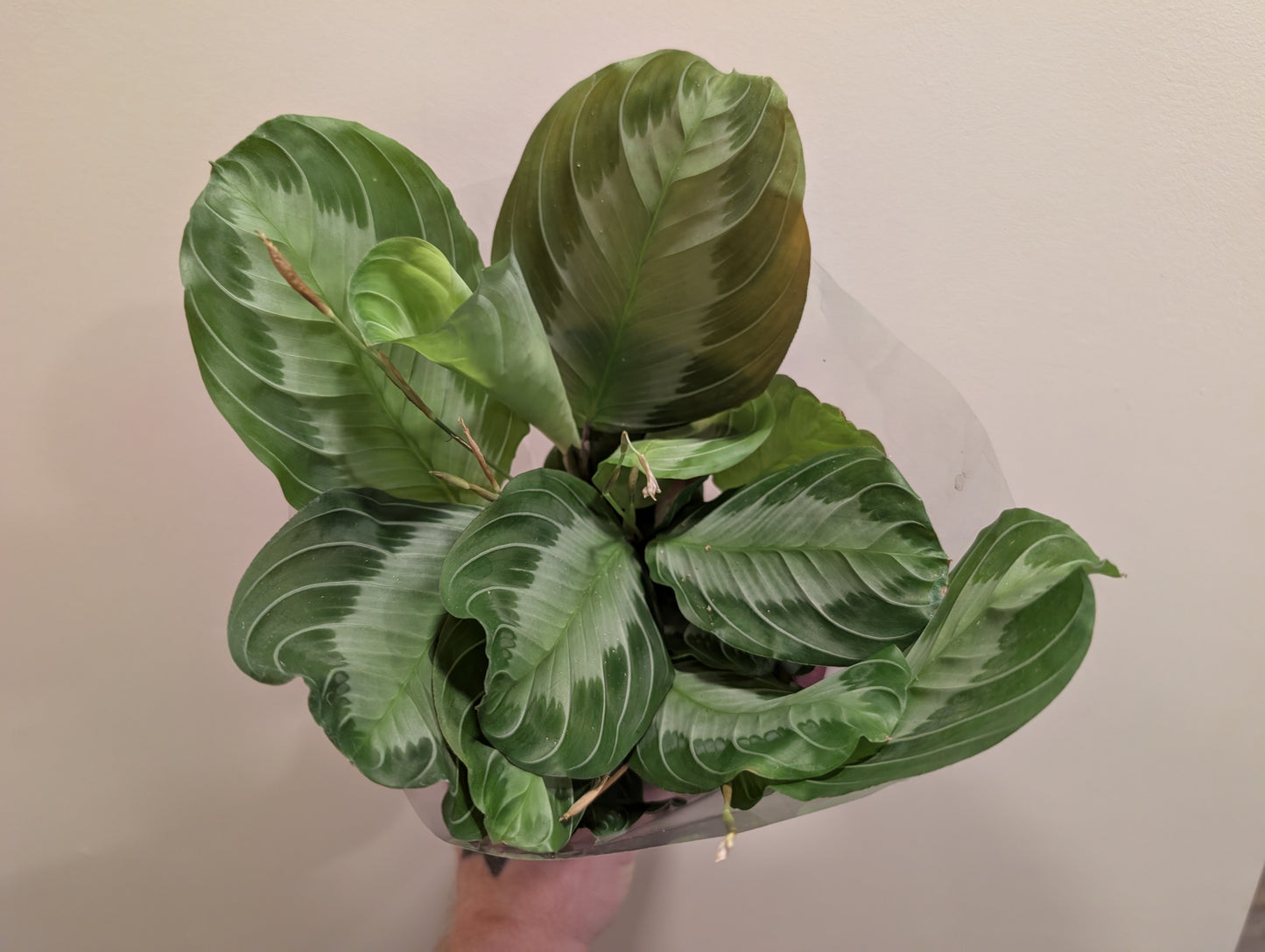 Maranta Silver Band 12cm