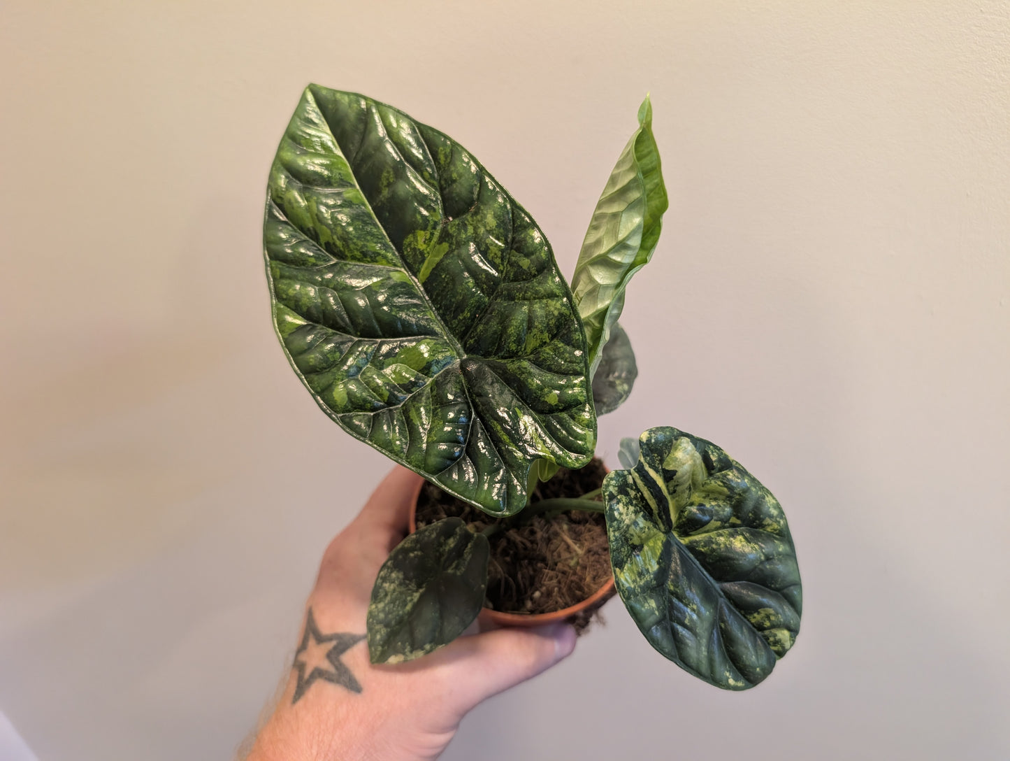 Alocasia Sinuata Variegata 9cm