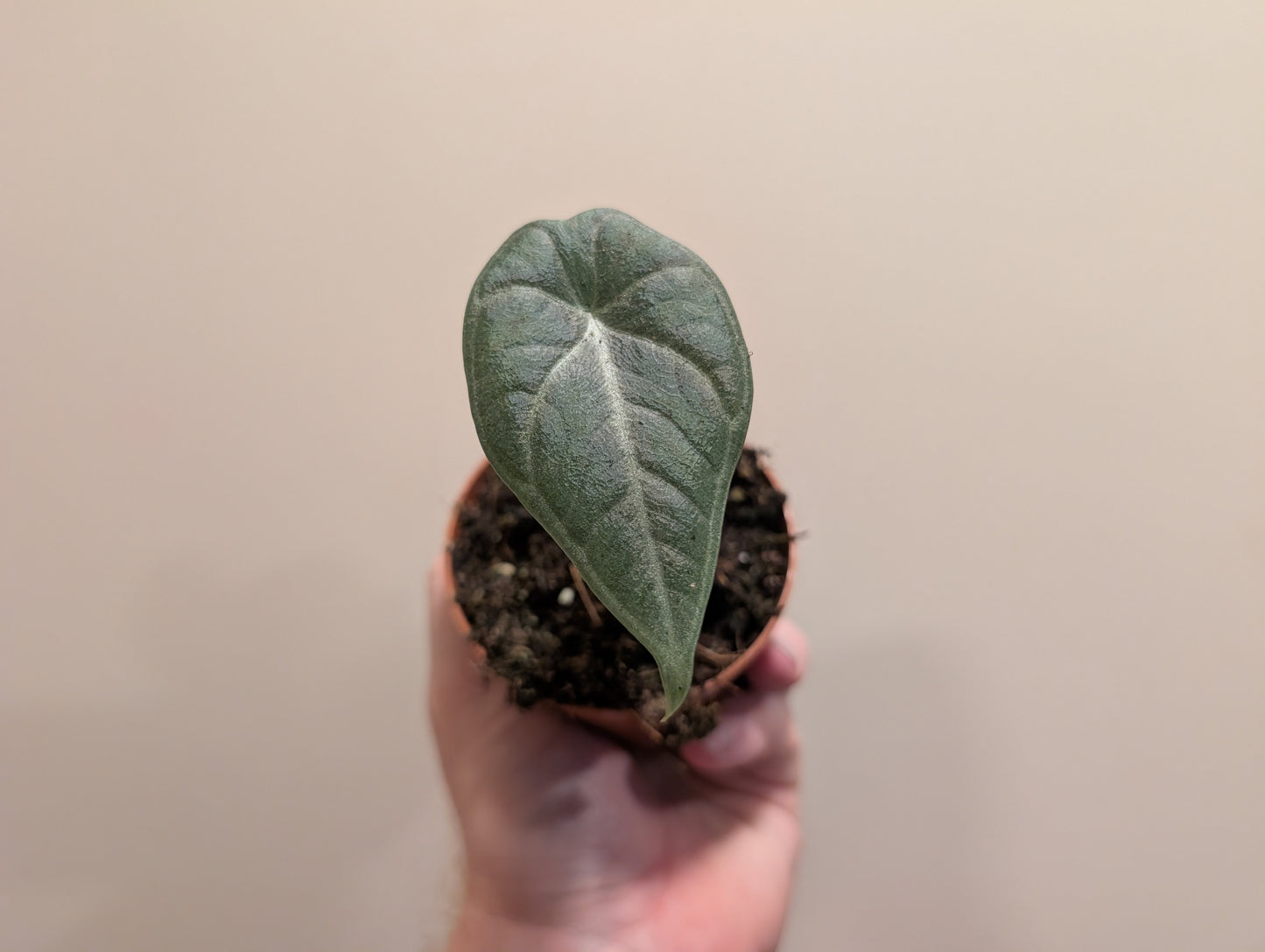 Alocasia Maharani 8cm