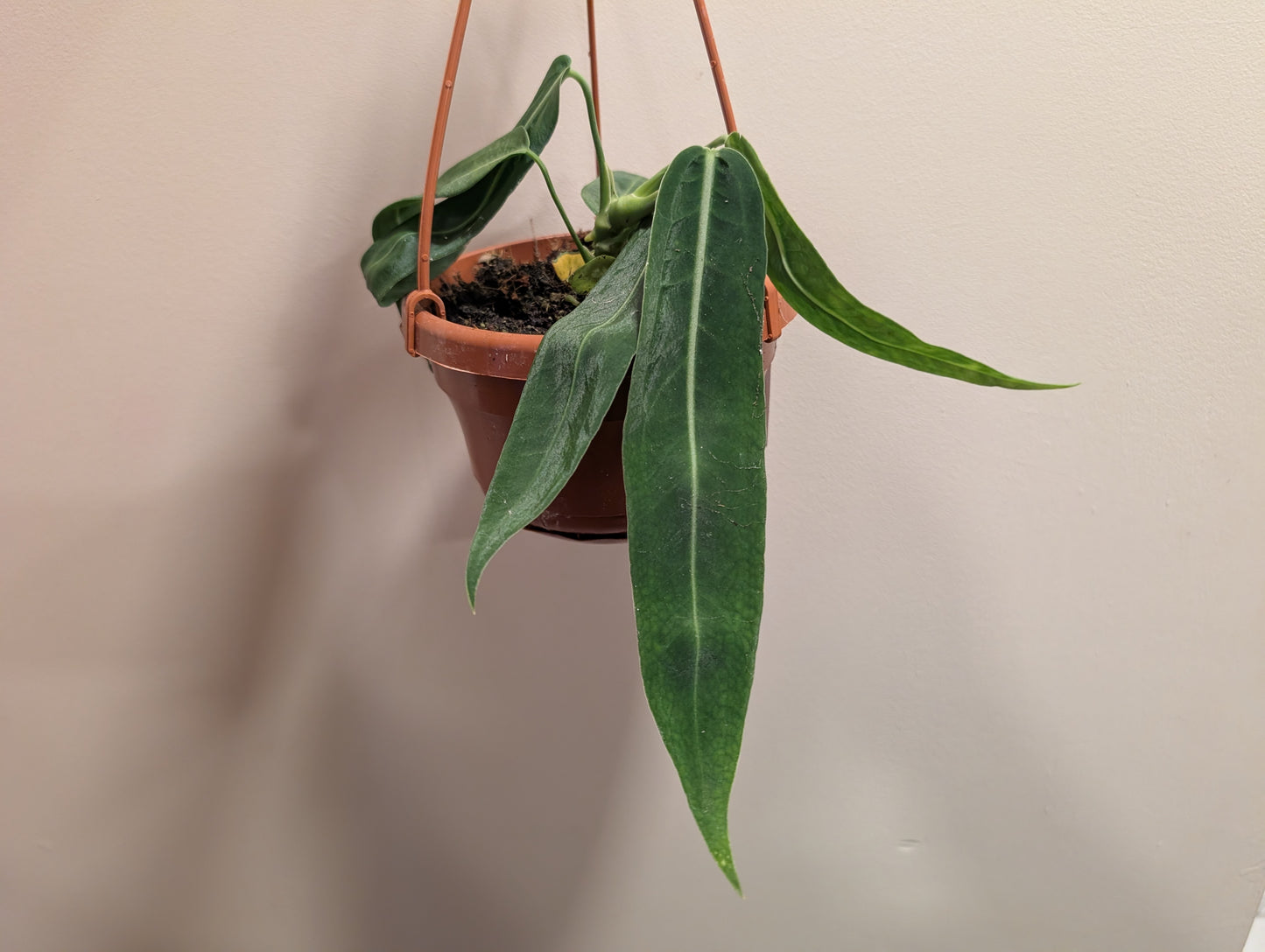 Anthurium Vittarifolium 14cm Hanging Basket