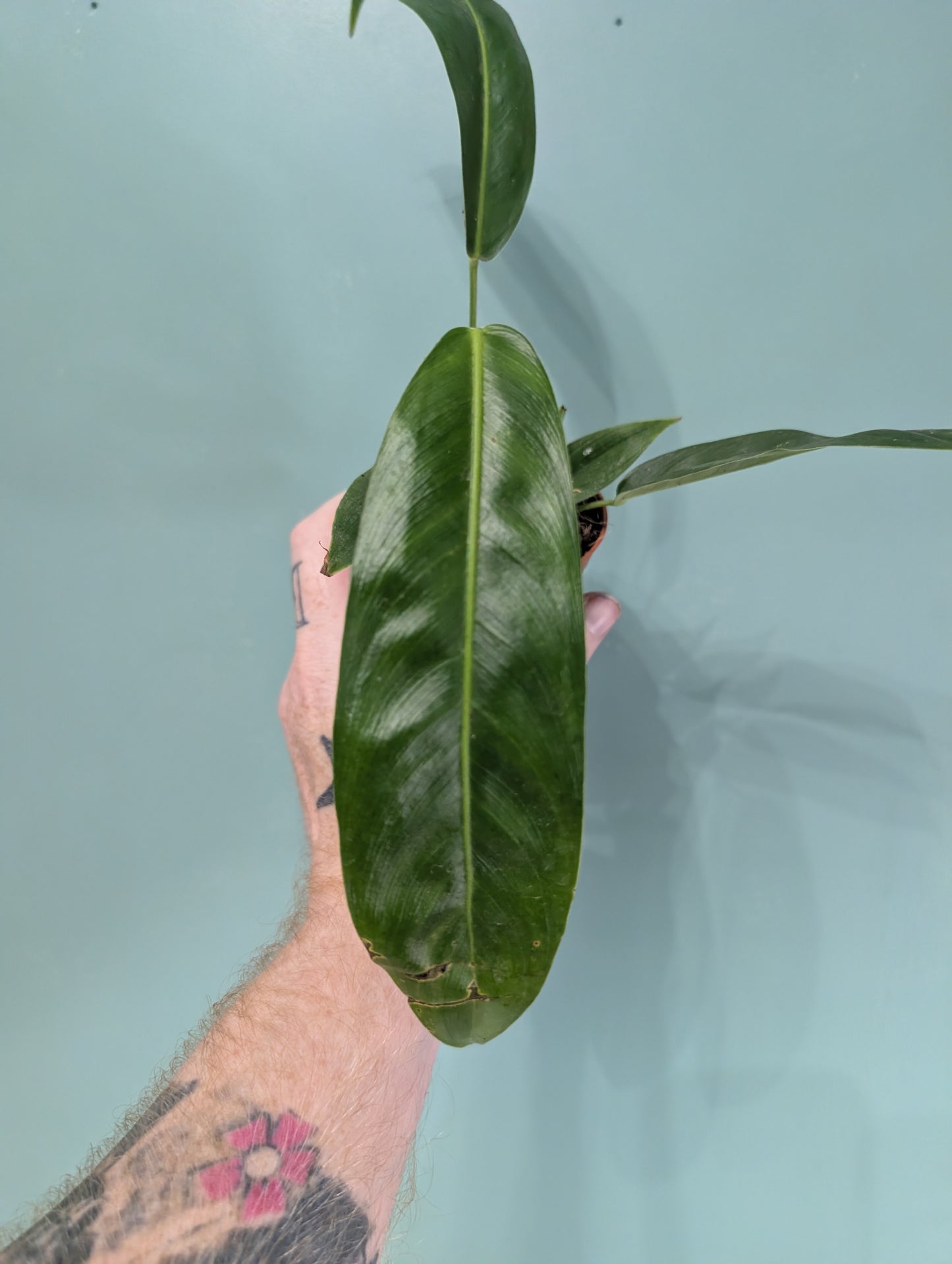 Philodendron Patriciae 10.5cm