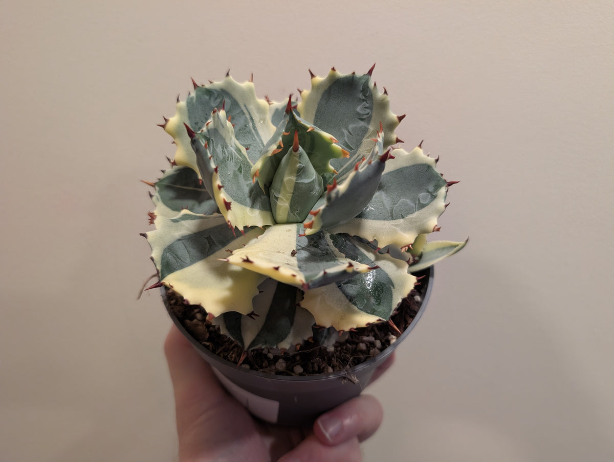 Agave Potatorum Variegata 13cm