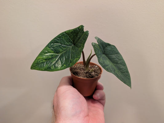Alocasia Scalprum Aurea 6cm