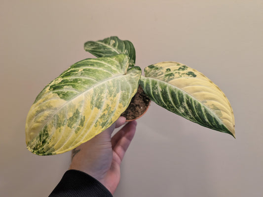 Xanthosoma Lindenii Variegata 9cm