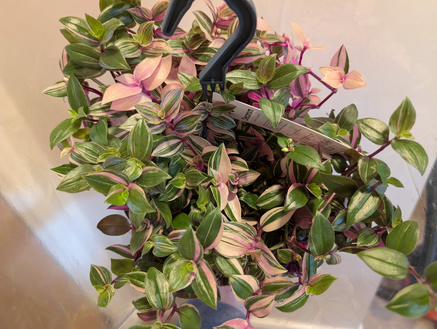 Tradescantia Quadricolour 17cm