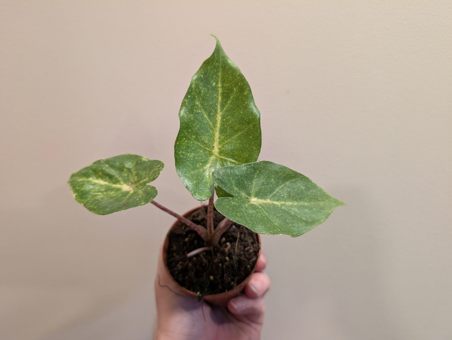 Alocasia New Guinea Gold 8cm