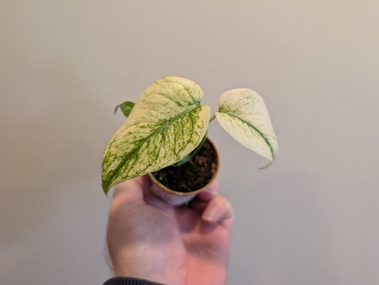 Monstera Deliciosa White Monster 9cm