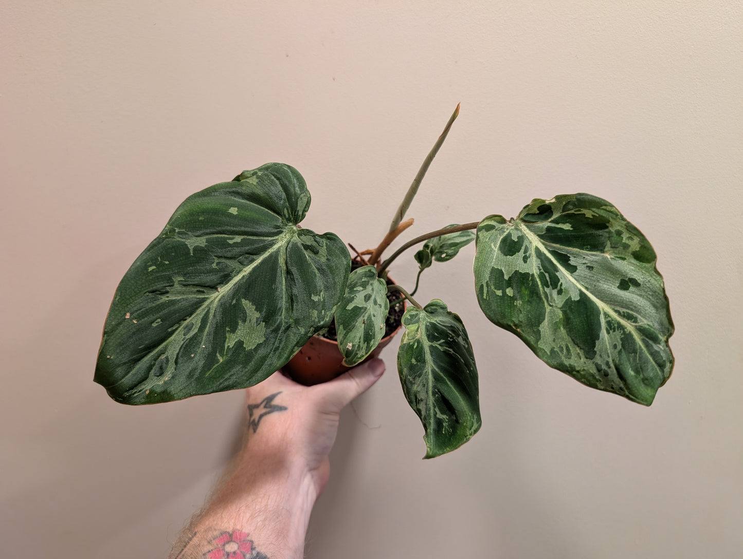 Philodendron Gloriosum Snow Leopard 10.5cm
