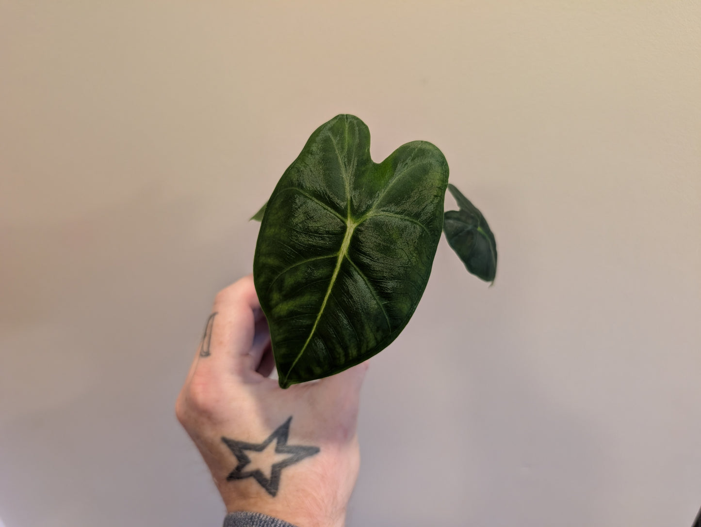 Alocasia Frydek 6cm
