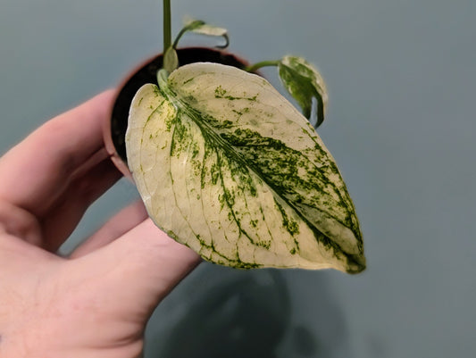 Monstera Deliciosa Mint Variegated 6cm