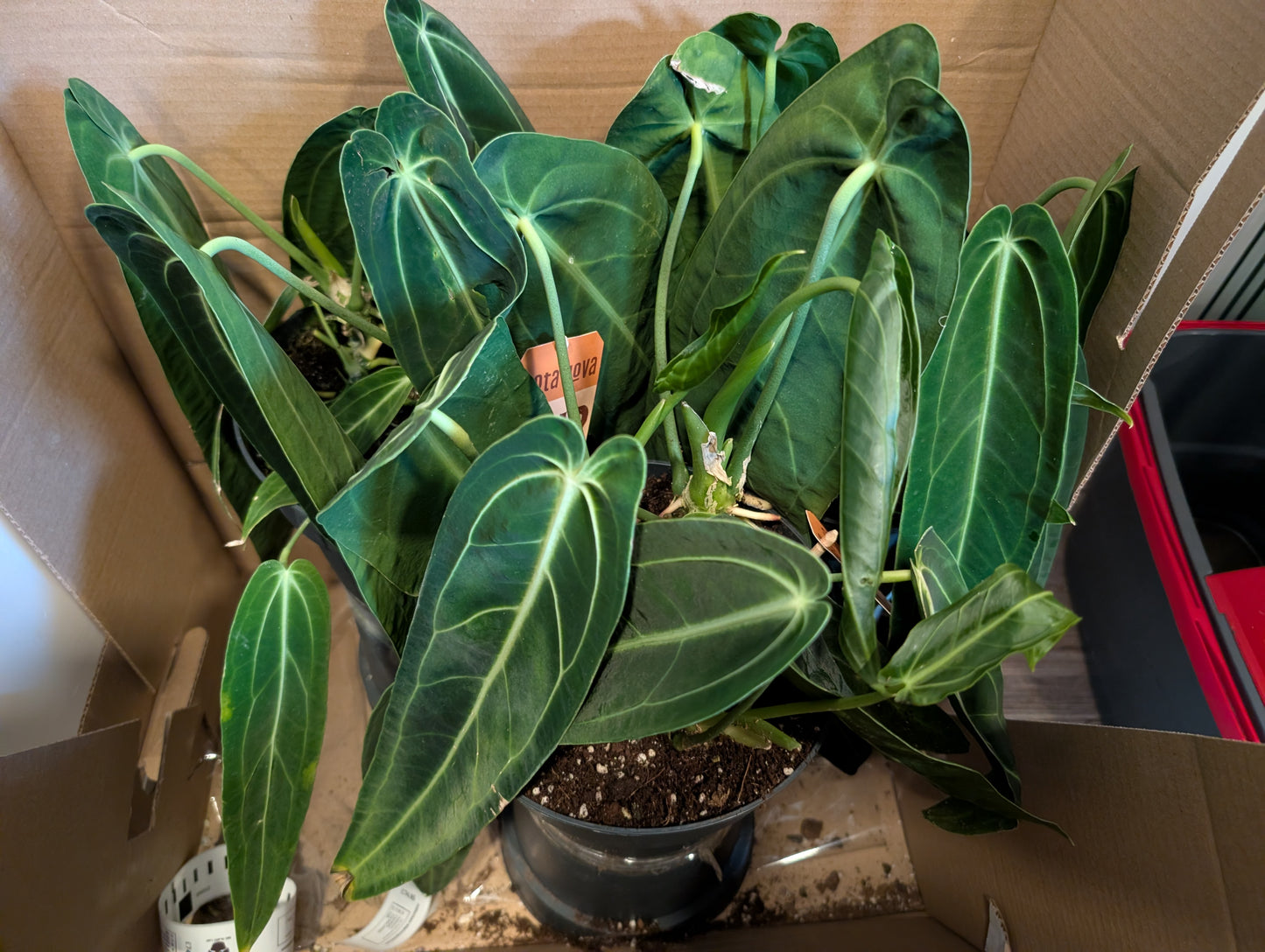 Anthurium Warocqueanum 19cm Grade B