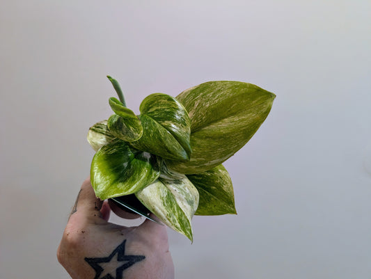 Scindapsus Moonlight Variegata White 7cm