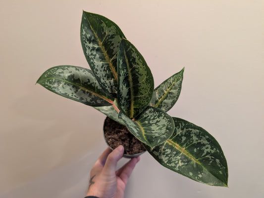 Aglaonema Orange Flame 12cm