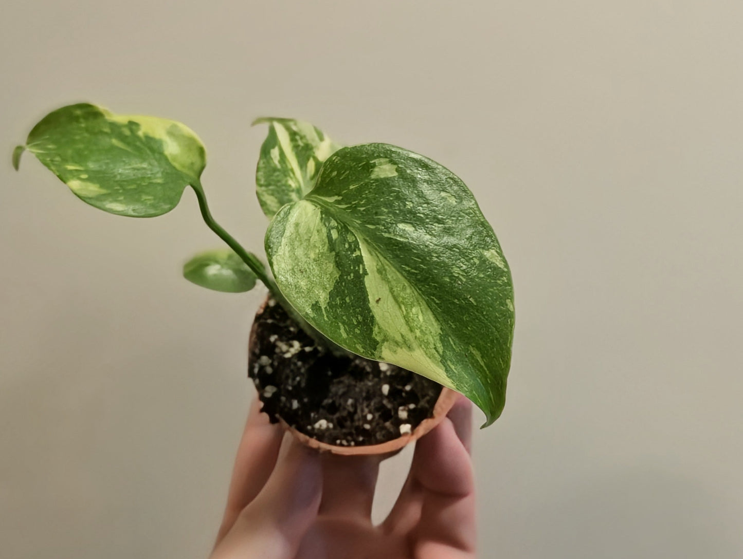 Monstera Deliciosa Electrolyte 6cm