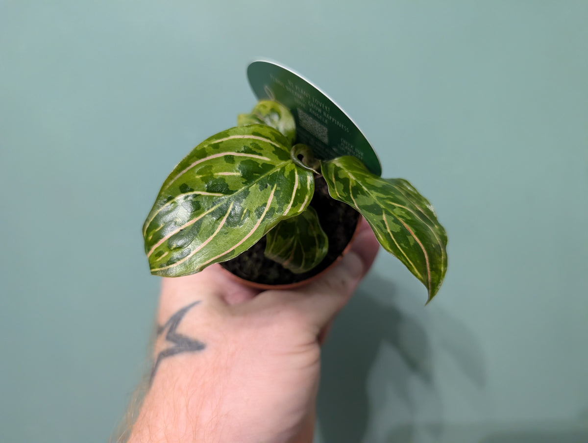 Aglaonema Red Army 7cm