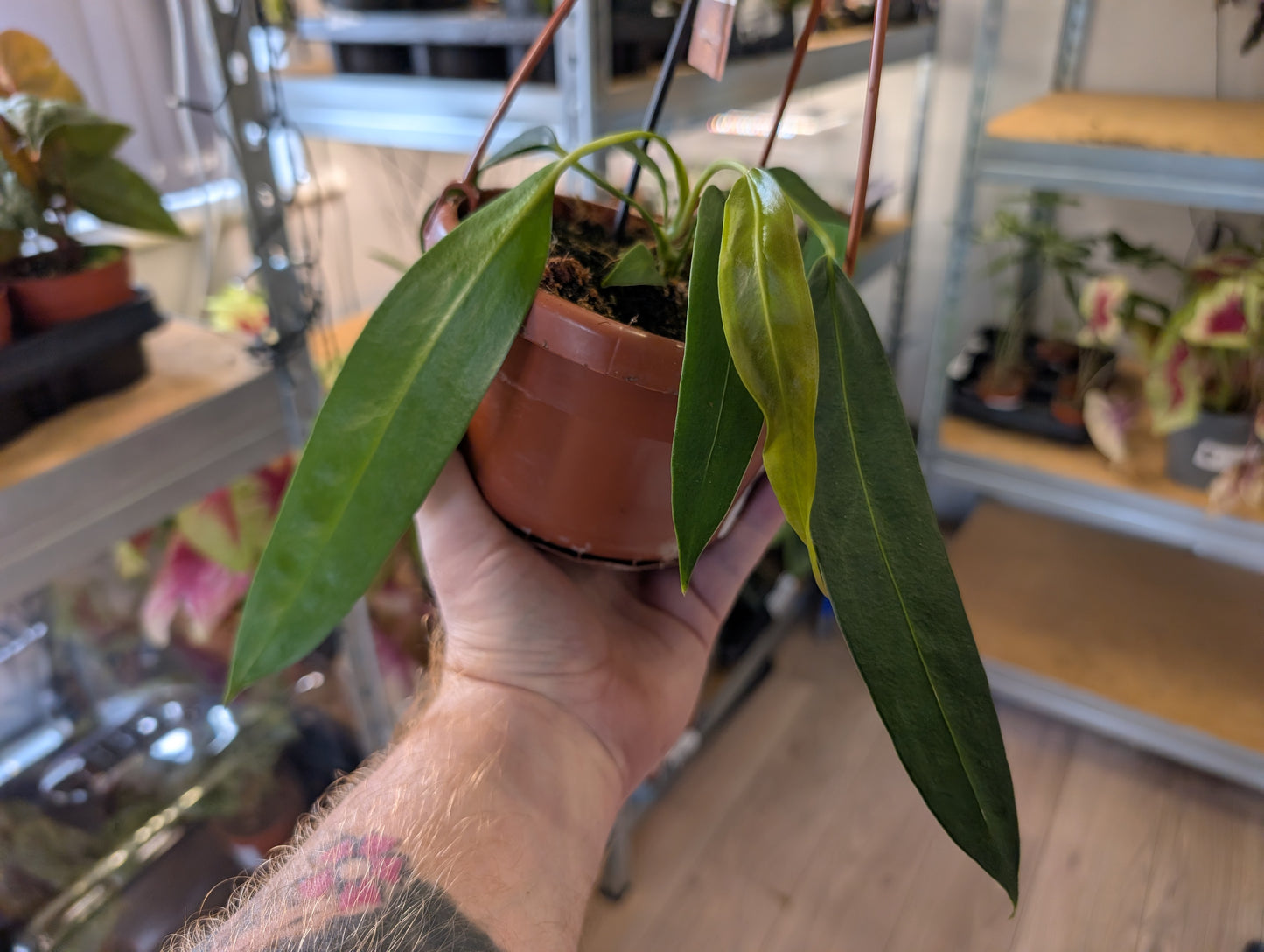 Anthurium Wendlingeri 14cm