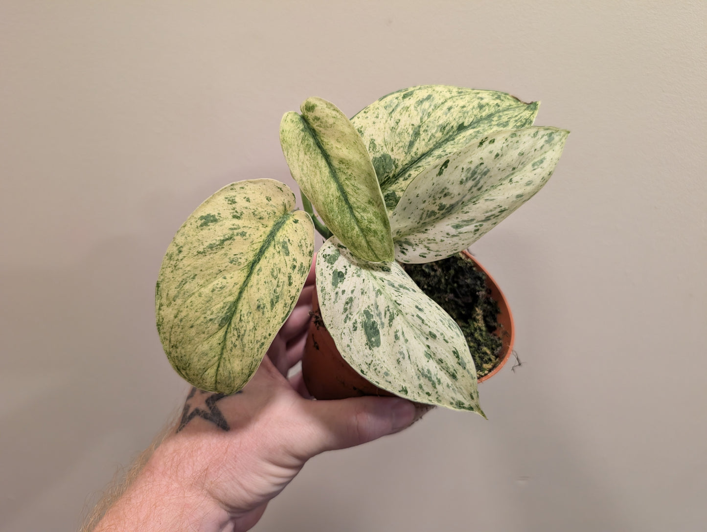 Scindapsus Jade Satin Marble 10.5cm