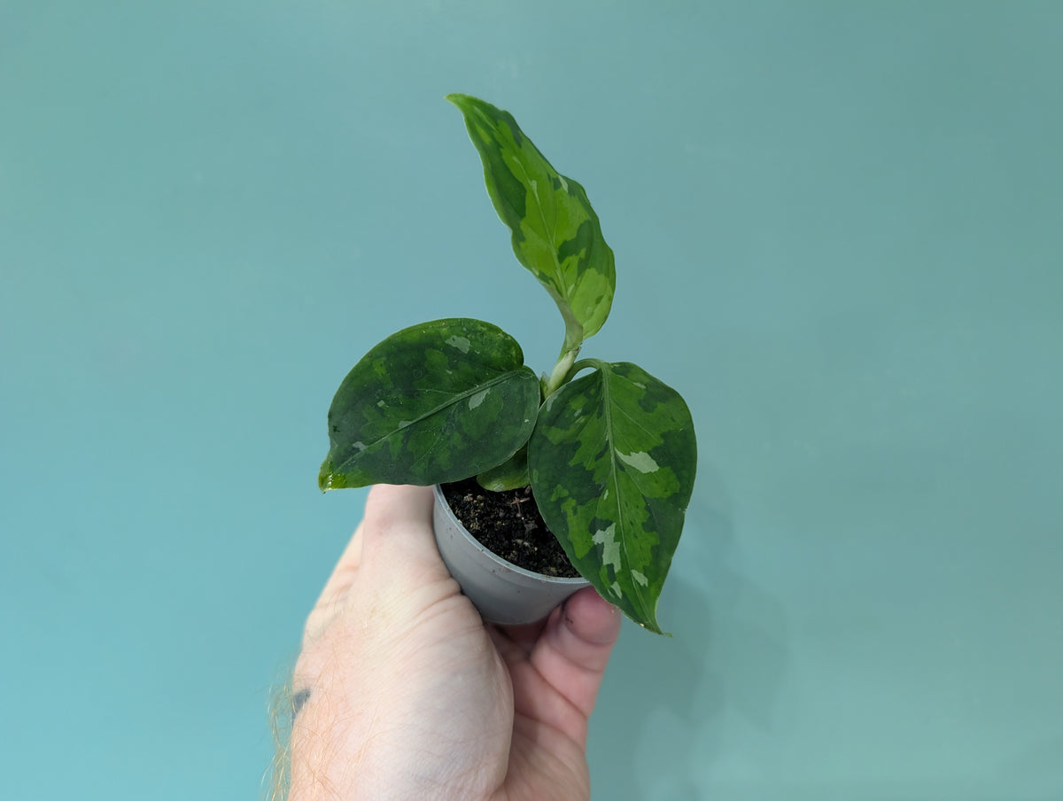 Aglaonema Pictum Tricolour 6cm