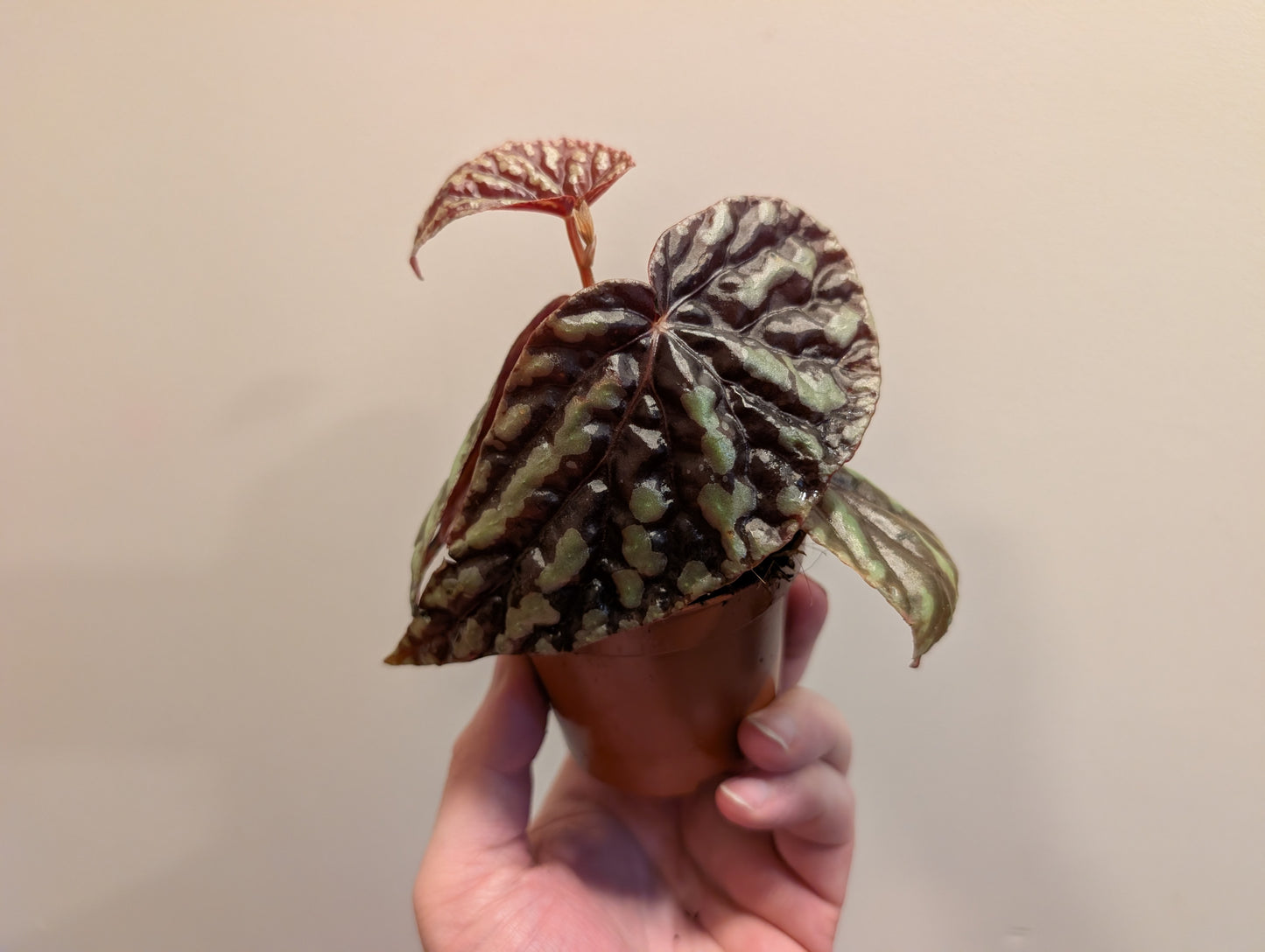 Begonia Filiformis Irmsch 8cm