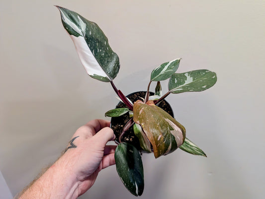 Philodendron Red Anderson 12cm