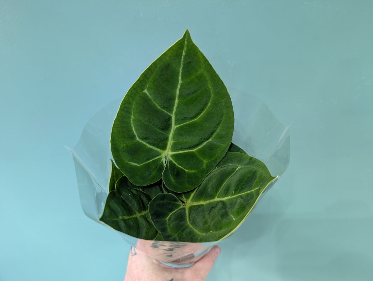Anthurium sp. Dark Form 9cm