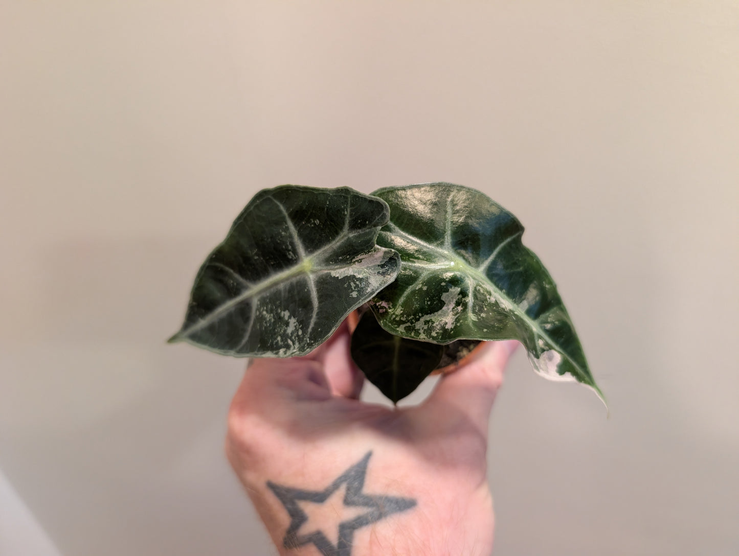 Alocasia Polly Variegata 6cm