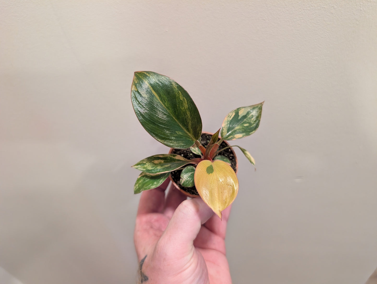 Philodendron Red Congo Variegata 6cm