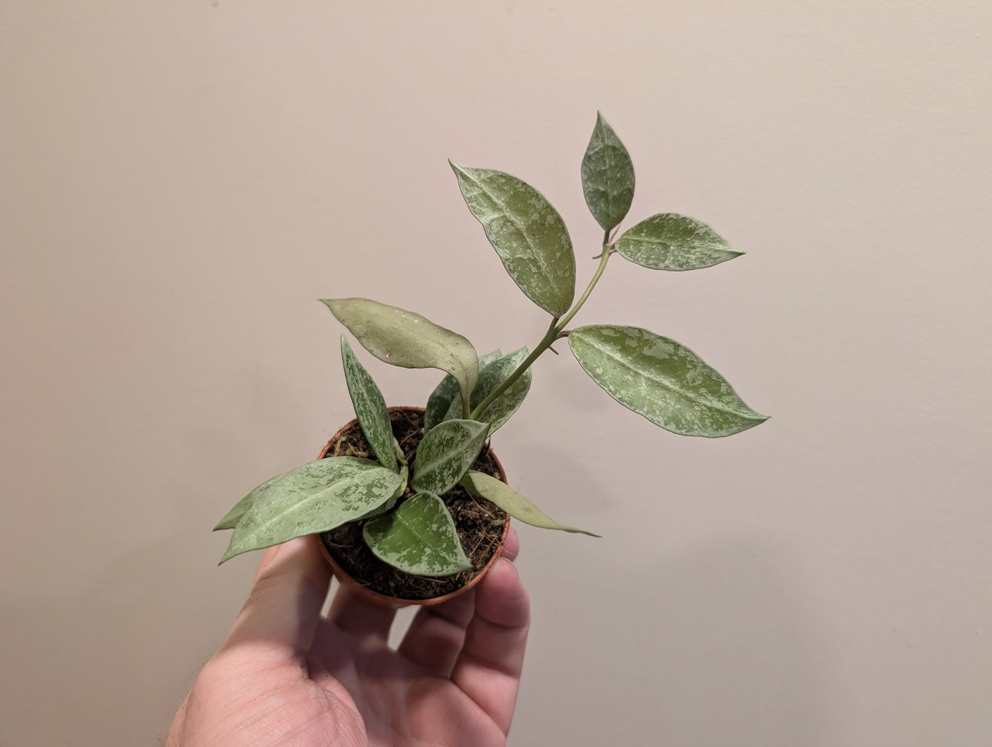 Hoya Lacunosa Snow Leopard 6cm