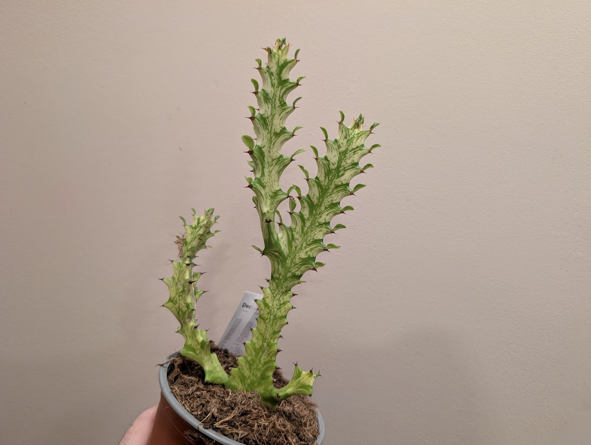 Euphorbia Mayurnathanii Variegata 13cm