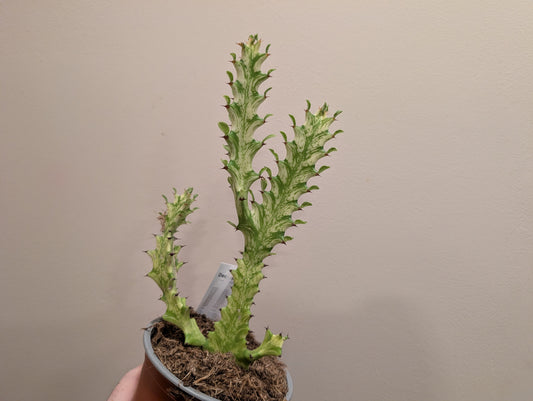 Euphorbia Mayurnathanii Variegata 13cm
