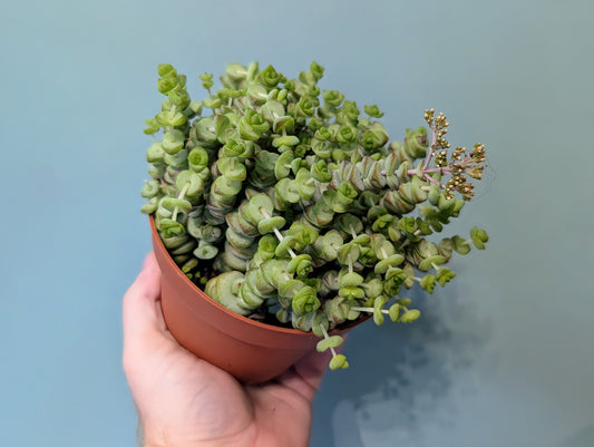 Crassula Marine Rina 8.5cm