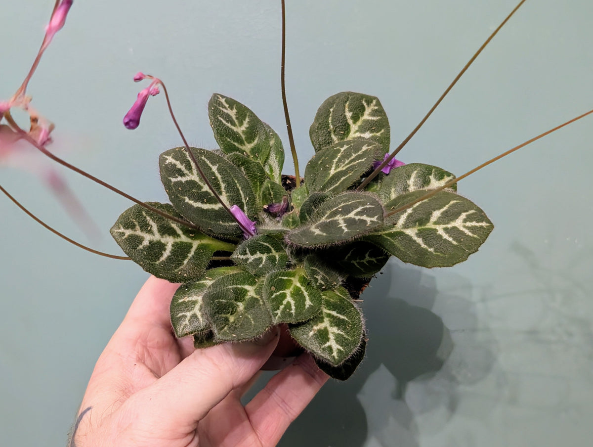 Primulima Sinovietnamica 8cm