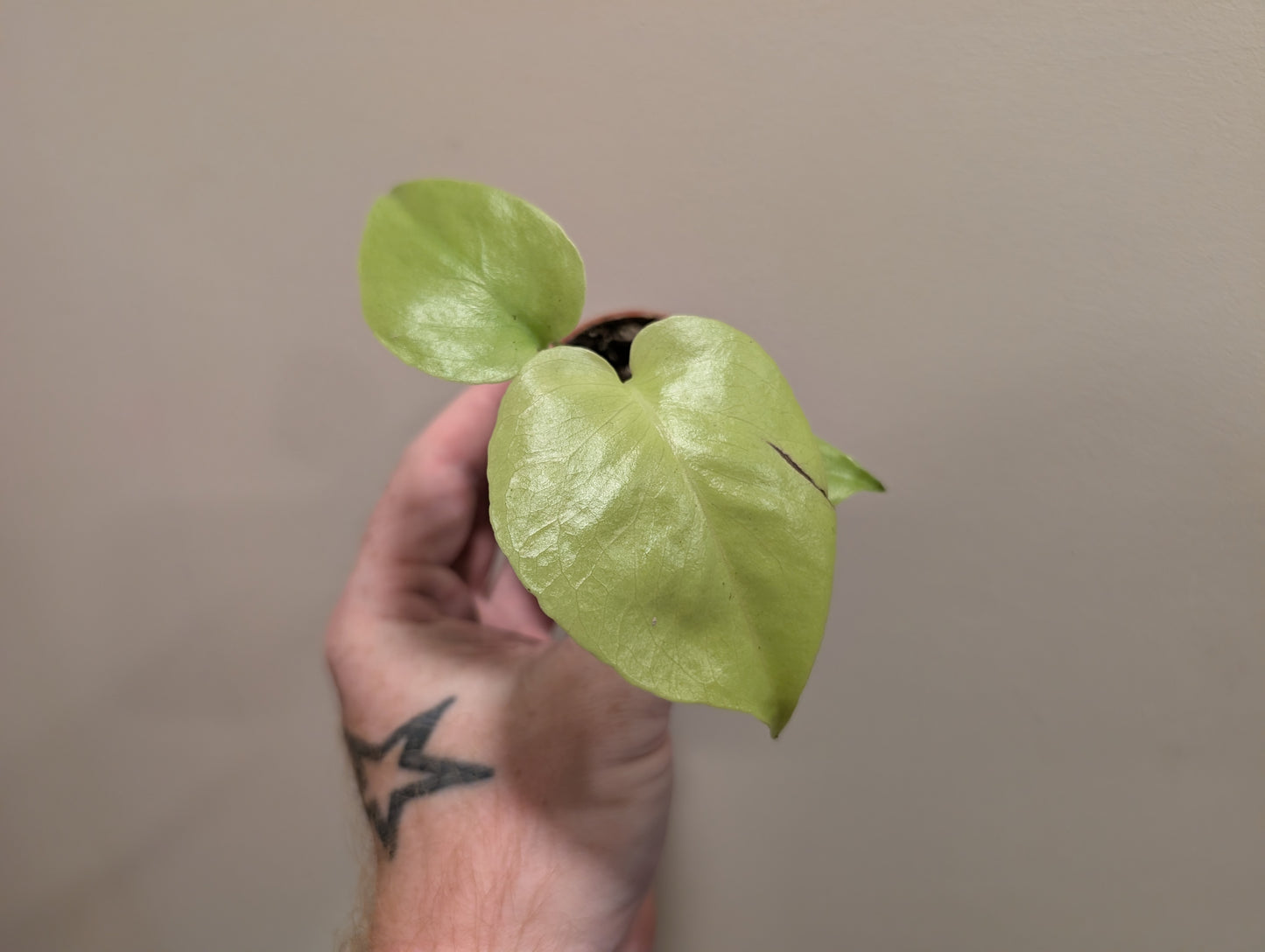Monstera Deliciosa Golden Lemon Lime 6cm