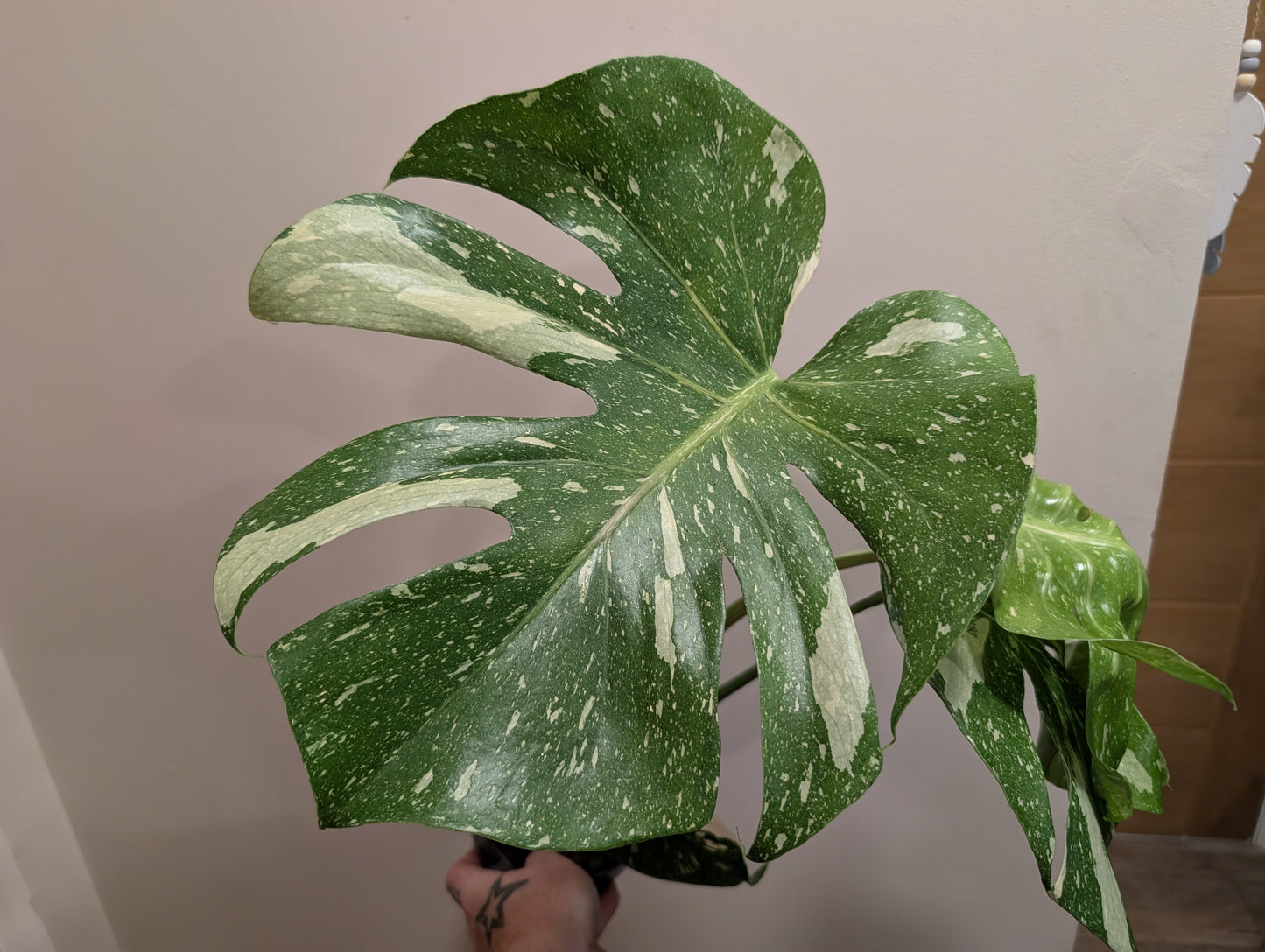 Monstera Thai Constellation 14cm