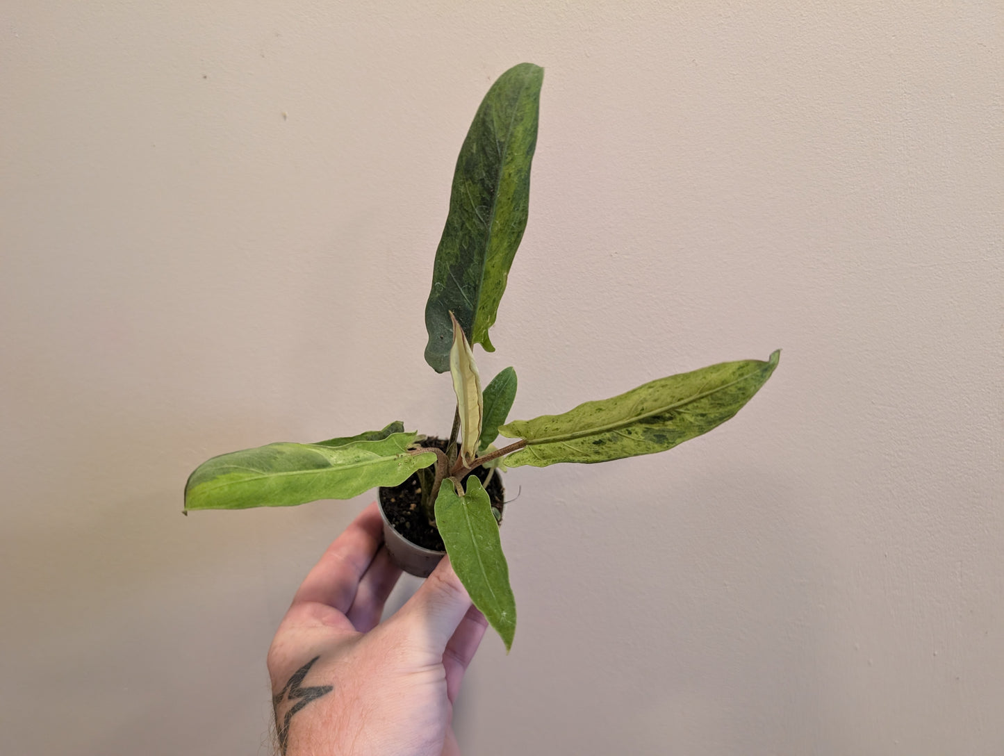 Alocasia Lauterbachiana Variegata 6cm
