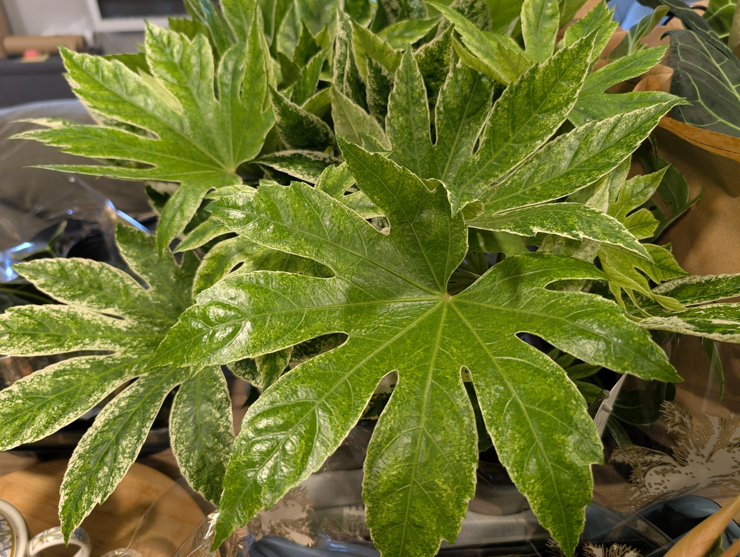 Fatsia Spiderweb 17cm