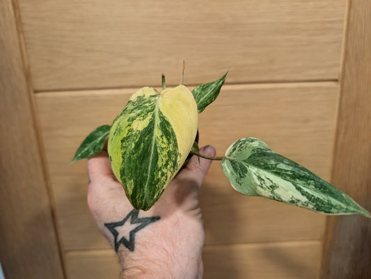 Philodendron Gloriosum Variegata 6cm