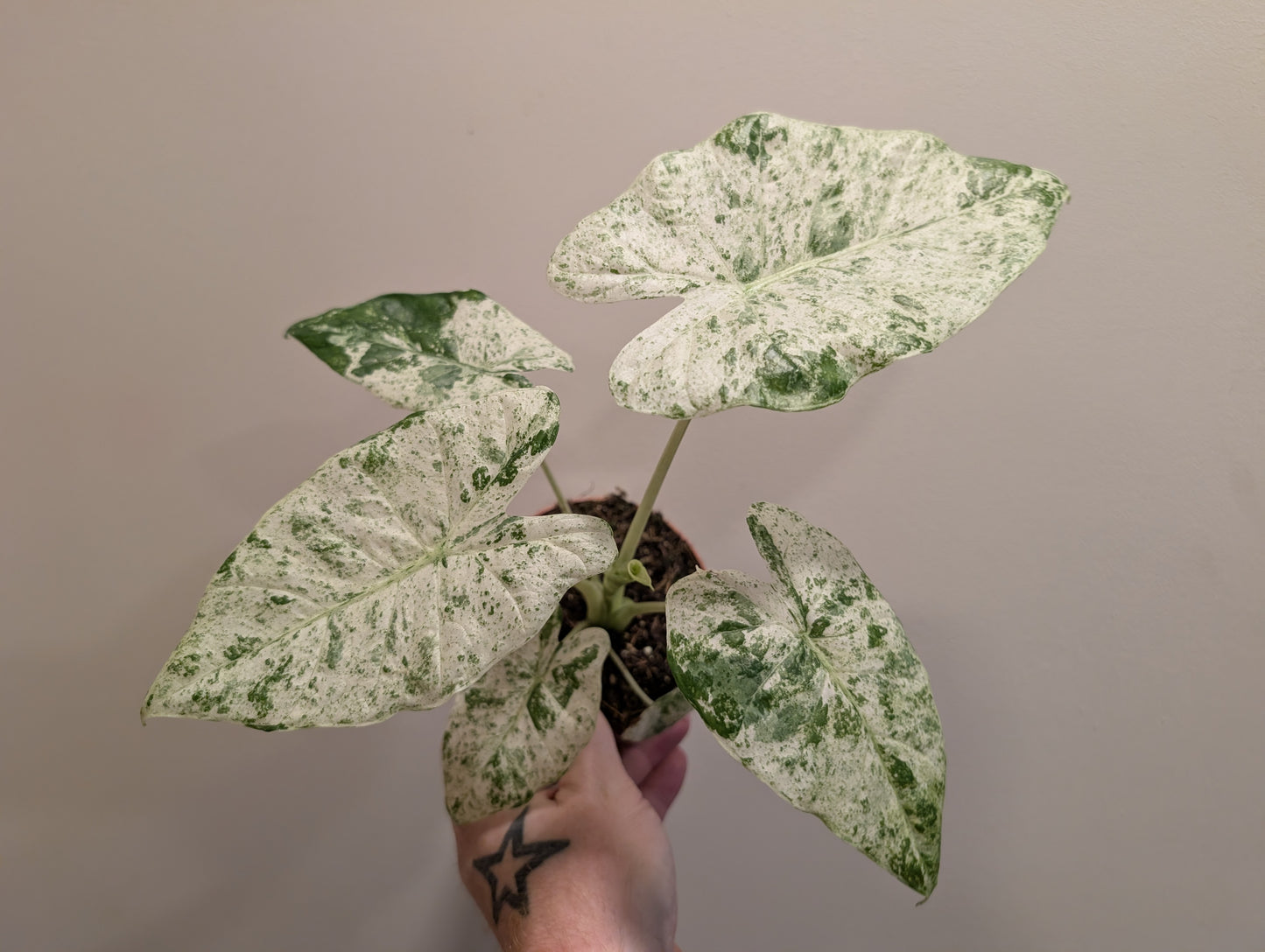 Alocasia Odora Variegata Batik 10.5cm