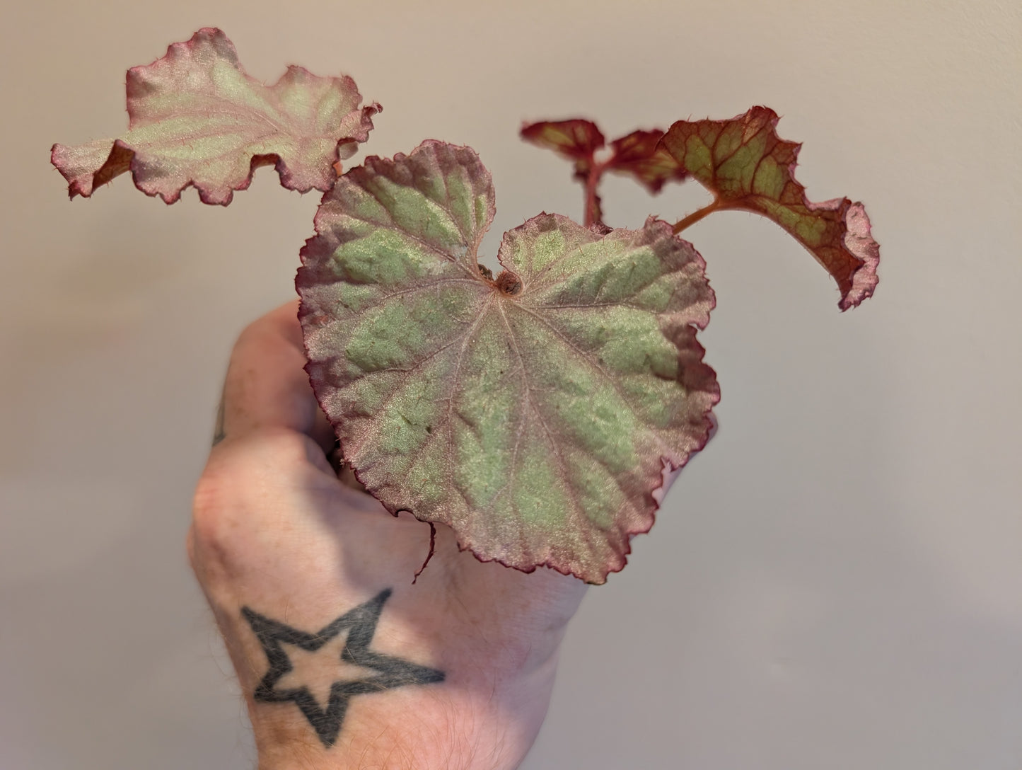 Begonia Pink Panther 8cm