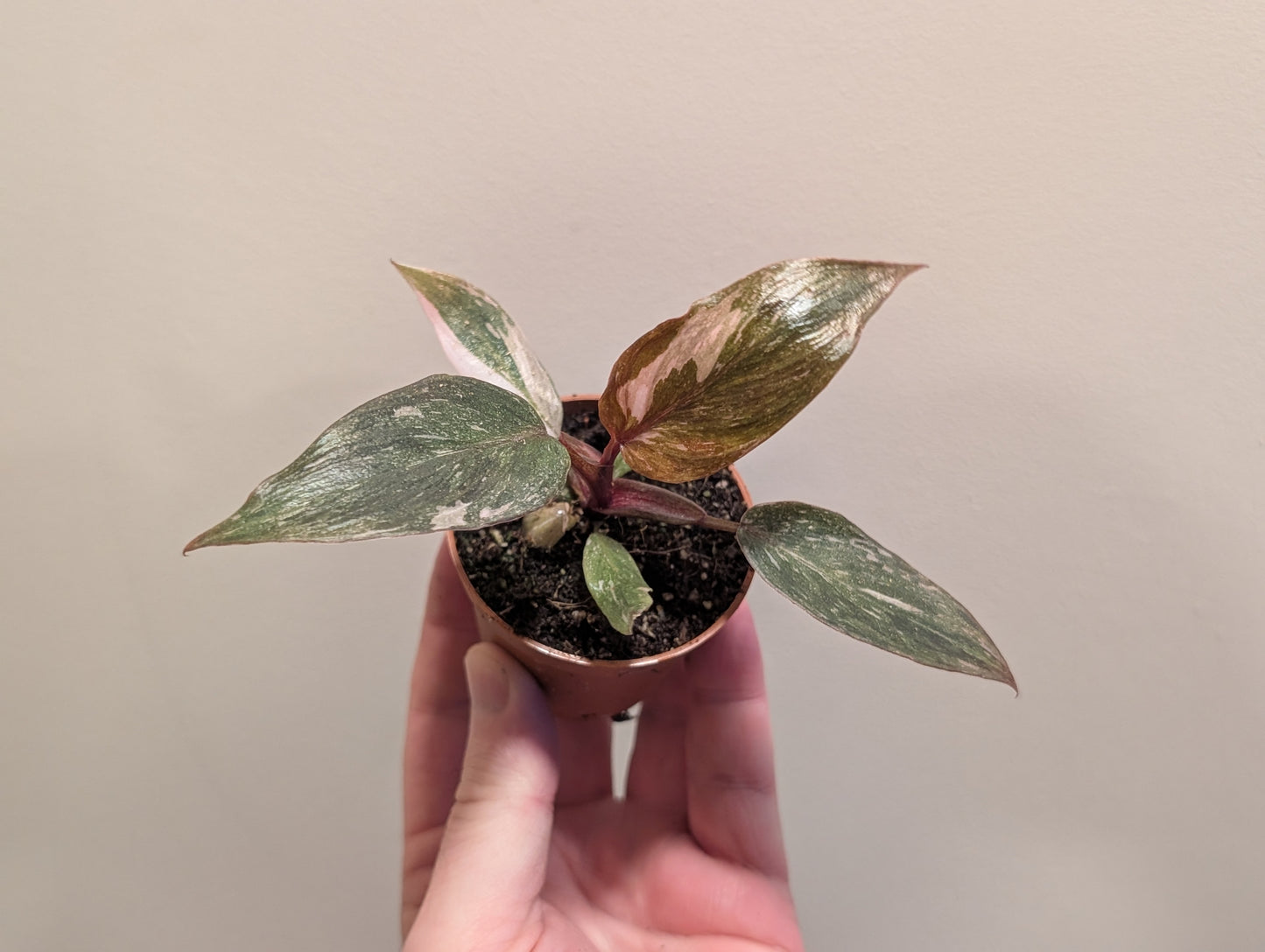 Philodendron Pink Princess 6cm