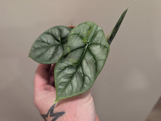 Alocasia Silver Dragon Aurea 6cm - Low Var