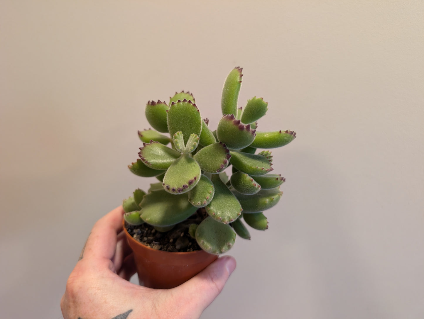 Cotyledon ladismithiensis - Bear's Paw Succulent