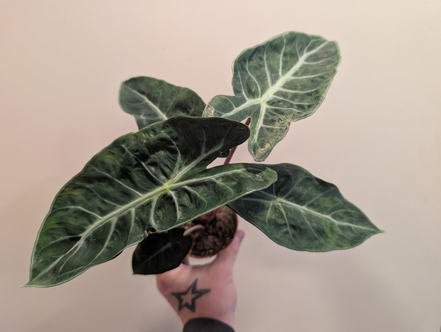 Alocasia Nairobi Nights Aurea 9cm